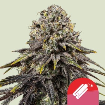 Dynamite Diesel
- Sour Diesel x Skywalker OG
- Indica 65% / Sativa 35%