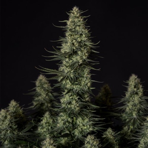 Punch Pie - Royal Queen Seeds femminizzati