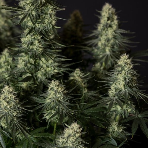 Punch Pie - Royal Queen Seeds femminizzati
