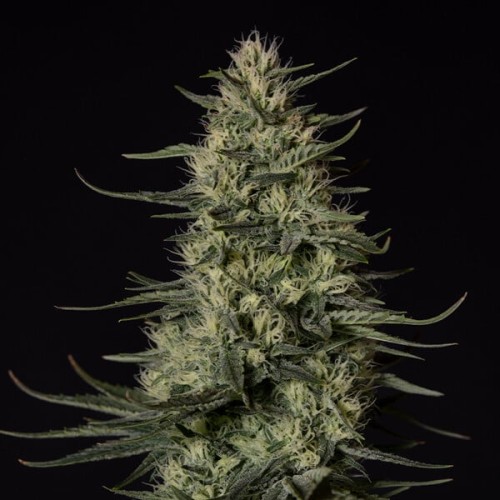 Punch Pie - Royal Queen Seeds femminizzati