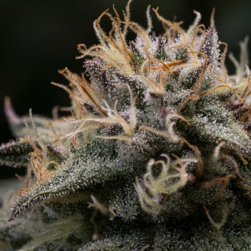 Punch Pie - Royal Queen Seeds femminizzati