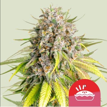 Punch Pie
- Purple Punch x Purple Kush
- Indica 90% / Sativa 10%