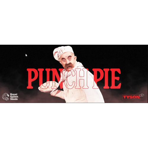Punch Pie - Royal Queen Seeds femminizzati