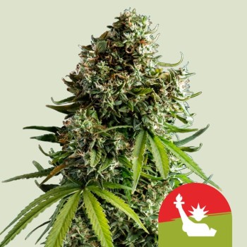 NYC Sour D Auto
- NY Diesel x Sour Diesel Auto
- Sativa 70% / Indica 25% / Ruderalis 5%