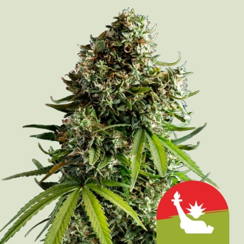 NYC Sour D Auto

- NY Diesel x Sour Diesel Auto

- Sativa 70% / Indica 25% / Ruderalis 5%