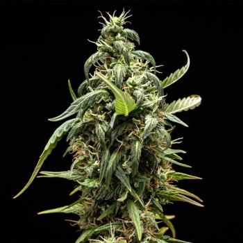 NYC Sour D Auto
- NY Diesel x Sour Diesel Auto
- Sativa 70% / Indica 25% / Ruderalis 5% 2