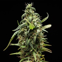 NYC Sour D Auto - Royal Queen Seeds femminizzati