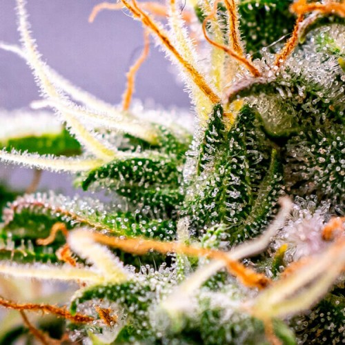 NYC Sour D Auto - Royal Queen Seeds femminizzati