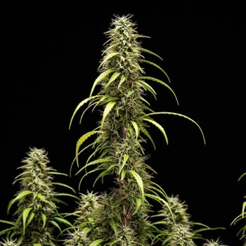 GOATlato Auto Royal Queen Seeds - Gelato 44 x Cookies Auto 2