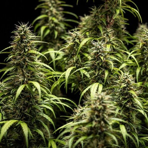 GOATlato Auto - Royal Queen Seeds Femminizzati