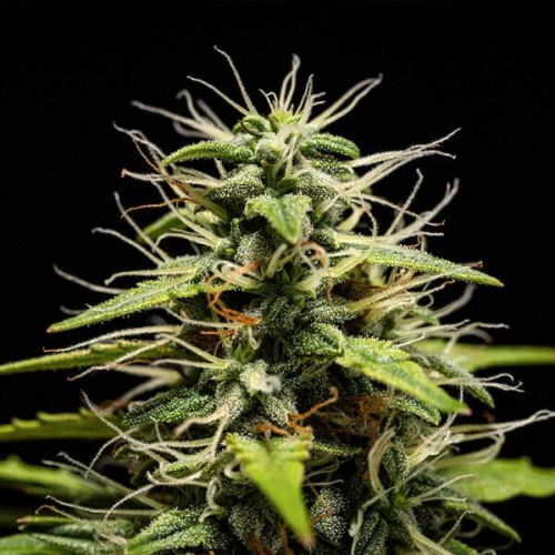 GOATlato Auto - Royal Queen Seeds Femminizzati