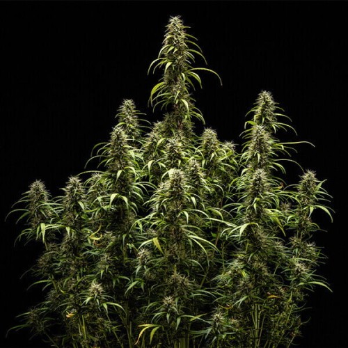 GOATlato Auto - Royal Queen Seeds Femminizzati