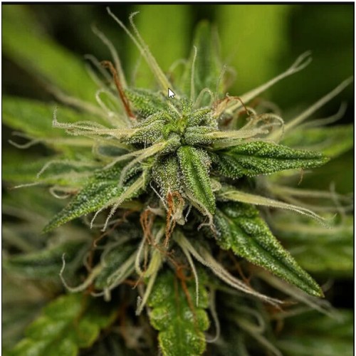 GOATlato Auto - Royal Queen Seeds Femminizzati