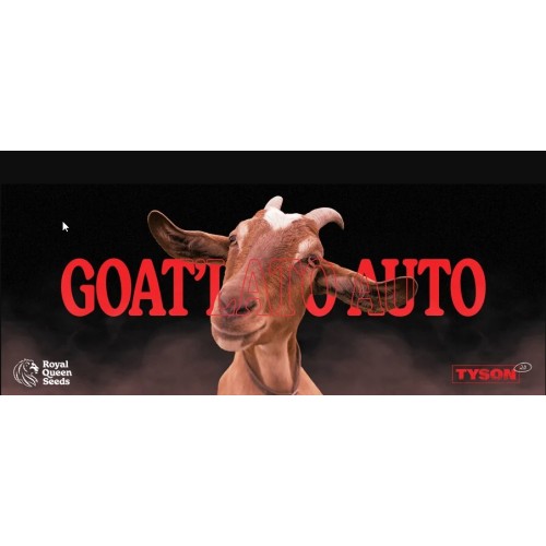 GOATlato Auto - Royal Queen Seeds Femminizzati