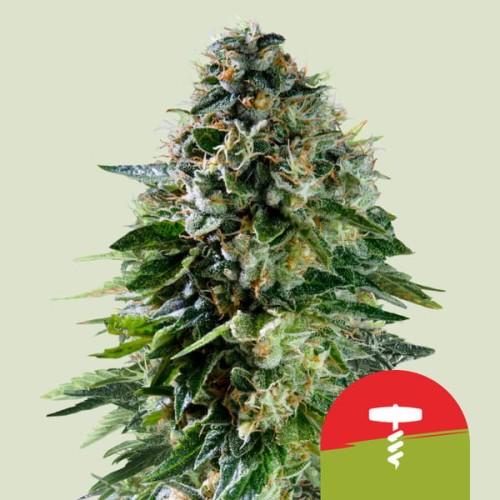 Corkscrew Auto

- Cherry Pie Auto x Tangie

- Sativa 55% / Indica 45% / Ruderalis 5%