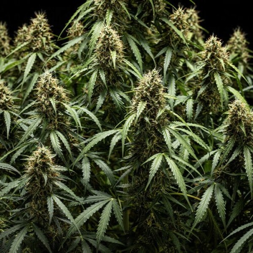 Corkscrew Auto - Royal Queen Seeds femminizzati