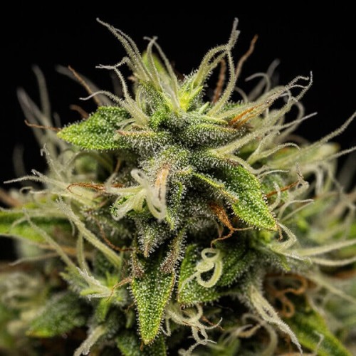 Corkscrew Auto - Royal Queen Seeds femminizzati