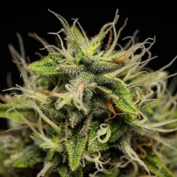 Corkscrew Auto - Royal Queen Seeds femminizzati
