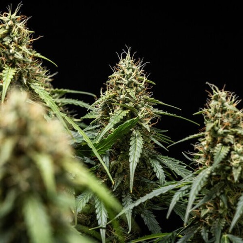 Corkscrew Auto - Royal Queen Seeds femminizzati