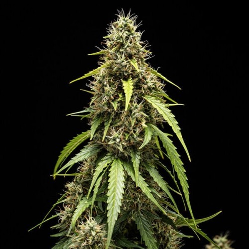 Corkscrew Auto - Royal Queen Seeds femminizzati