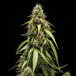 Corkscrew Auto - Royal Queen Seeds femminizzati