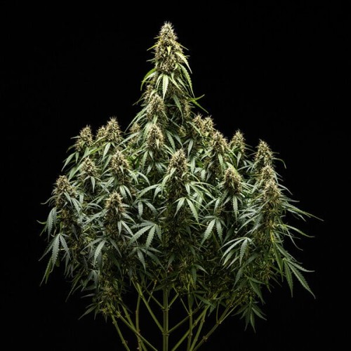 Corkscrew Auto - Royal Queen Seeds femminizzati