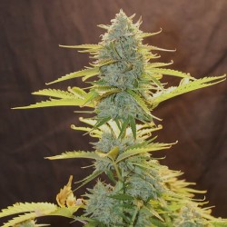 Fat Banana - Royal Queen Seeds femminizzati