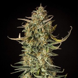 Fat Banana - Royal Queen Seeds femminizzati