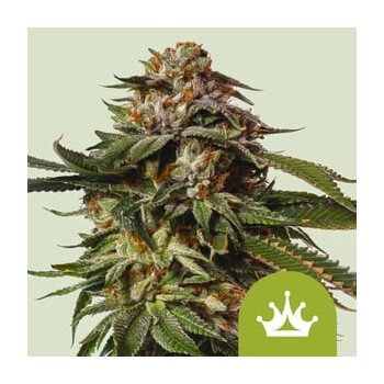 Special Queen 1 Auto 
- Power Bud x Big Skunk Auto
- Indica 50% /  Sativa 45% / Ruderalis 5%