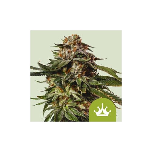 Special Queen 1 Auto 

- Power Bud x Big Skunk Auto

- Indica 50% /  Sativa 45% / Ruderalis 5%