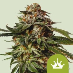 Special Queen 1 Auto 

- Power Bud x Big Skunk Auto

- Indica 50% /  Sativa 45% / Ruderalis 5%