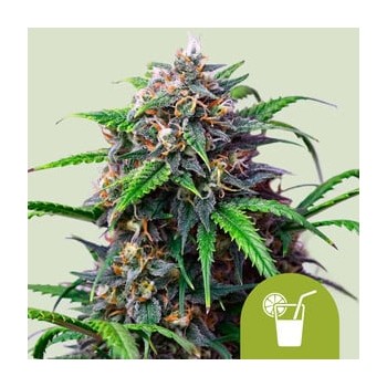Purple Lemonade Auto
- Purple Haze x Lemon Skunk x Sweet Skunk Auto
- Indica 70% / Sativa 25% / Ruderalis 5%