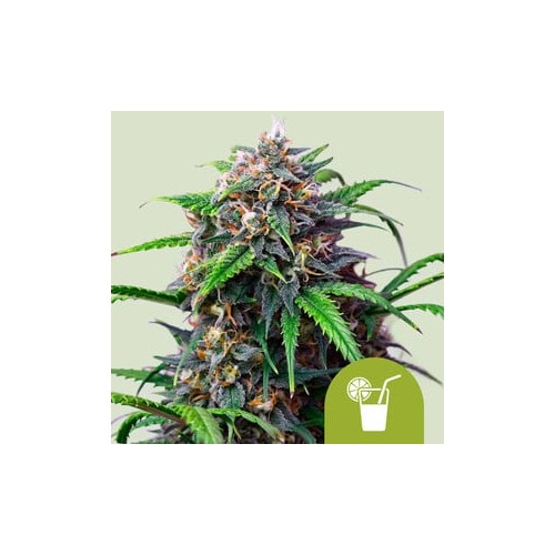 Purple Lemonade Auto

- Purple Haze x Lemon Skunk x Sweet Skunk Auto

- Indica 70% / Sativa 25% / Ruderalis 5%