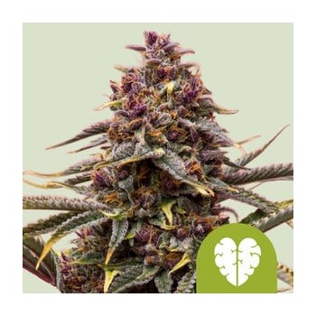 Pink Mist Auto
- Pink Mist x Royal Haze Auto
- Sativa 60% / Indica 35% / Ruderalis 5%