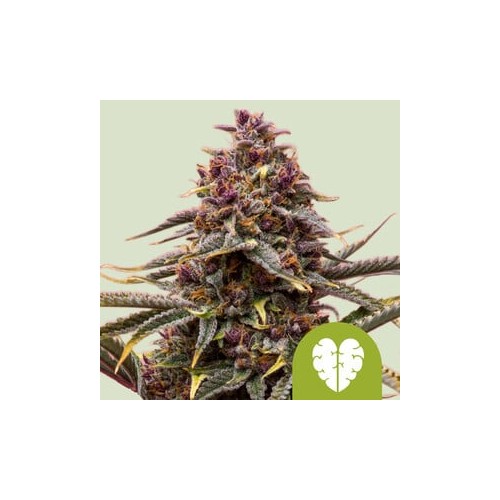 Pink Mist Auto

- Pink Mist x Royal Haze Auto

- Sativa 60% / Indica 35% / Ruderalis 5%