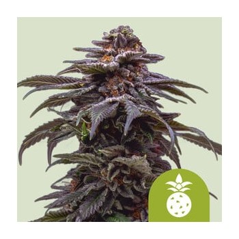 Tropicana Cookies Purple Auto 
- Tropicana Cookies Purple x OG Kush Auto
- Sativa 60% / Indica 30% / Ruderalis 5%