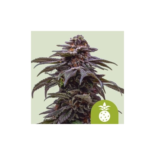 Tropicana Cookies Purple Auto 

- Tropicana Cookies Purple x OG Kush Auto

- Sativa 60% / Indica 30% / Ruderalis 5%