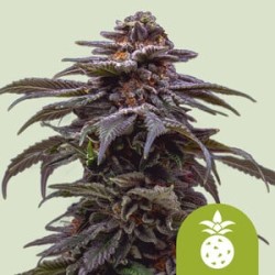 Tropicana Cookies Purple Auto 

- Tropicana Cookies Purple x OG Kush Auto

- Sativa 60% / Indica 30% / Ruderalis 5%