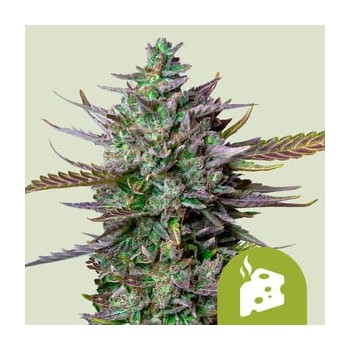 Blue Cheese Auto
- Blueberry x Cheese x Ruderalis
- Indica 40% / Sativa 35% / Ruderalis 25%