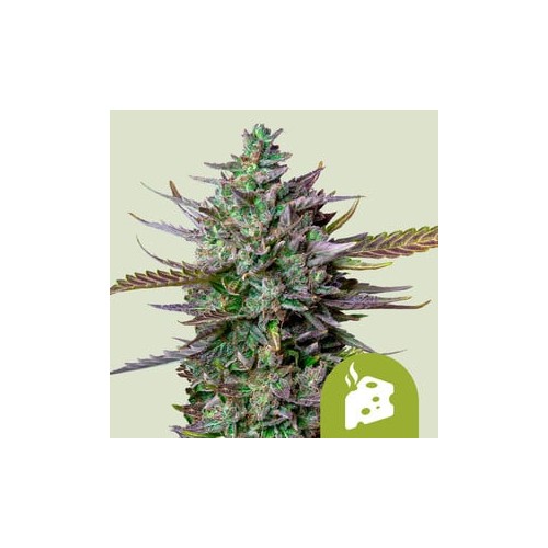 Blue Cheese Auto

- Blueberry x Cheese x Ruderalis

- Indica 40% / Sativa 35% / Ruderalis 25%