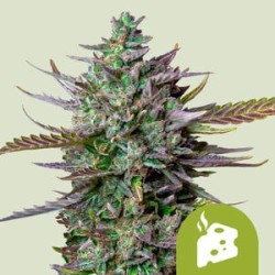 Blue Cheese Auto

- Blueberry x Cheese x Ruderalis

- Indica 40% / Sativa 35% / Ruderalis 25%