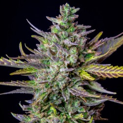 Blue Cheese Auto - Royal Queen Seeds femminizzati