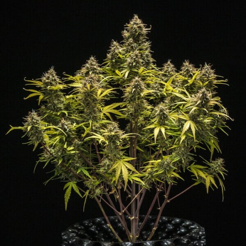 Blue Cheese Auto - Royal Queen Seeds femminizzati