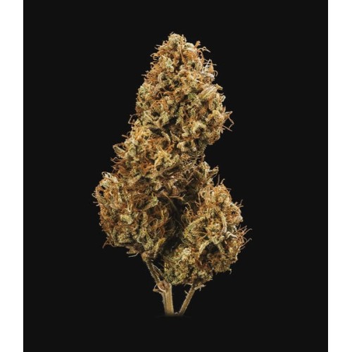 Blue Cheese Auto - Royal Queen Seeds femminizzati