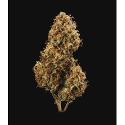 Blue Cheese Auto - Royal Queen Seeds femminizzati