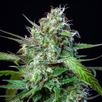 Mimosa Auto
- Mimosa Auto x Orangeade Auto
- Sativa 65% / Indica 30% / Ruderalis 5%