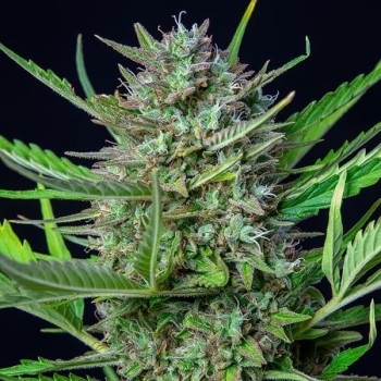 Mimosa Auto
- Mimosa Auto x Orangeade Auto
- Sativa 65% / Indica 30% / Ruderalis 5% 2