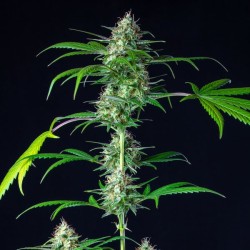 Mimosa Auto - Royal Queen Seeds femminizzati