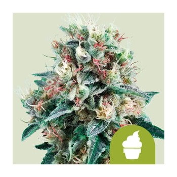Royal Creamatic Auto
- Cream Caramel x Ruderalis
- Indica 60% / Sativa 10% / Ruderalis 30%