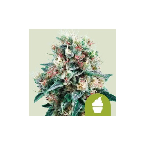 Royal Creamatic Auto

- Cream Caramel x Ruderalis

- Indica 60% / Sativa 10% / Ruderalis 30%